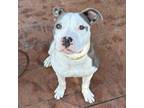 Adopt Reign a American Staffordshire Terrier