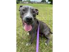 Adopt Gracie Salazar a Pit Bull Terrier