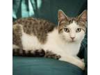 Adopt Guinness a Domestic Short Hair