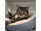 Adopt Harris a Domestic Short Hair