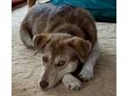 Adopt Dena a Husky, Labrador Retriever