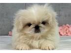 Pekingese Puppy for sale in South Bend, IN, USA