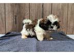 Shih Tzu Puppy for sale in Fort Wayne, IN, USA