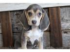 Beagle Puppy for sale in Springfield, MO, USA