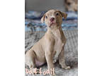 Adopt Daffodil a Pit Bull Terrier
