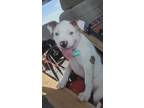 Adopt Pansy a Pit Bull Terrier