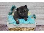 Keeshond Puppy for sale in Kansas City, MO, USA