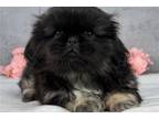 Pekingese Puppy for sale in South Bend, IN, USA