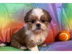 Shih Tzu Puppy for sale in Columbia, MO, USA