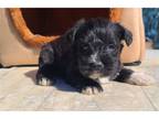 Mutt Puppy for sale in Florence, AL, USA