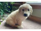 Golden Retriever Puppy for sale in Springfield, MO, USA