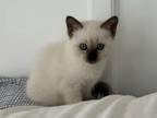 Blue Point & Seal Point Siamese Kittens