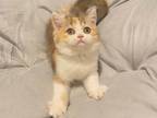 Calico British Shorthair Girl