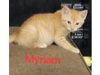Adopt Myriam a Domestic Short Hair