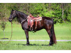 Big Black Missouri Fox Trotter Gelding, Smooth, Nice Fox Trot, Gentle