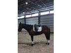 16.3 TB Gelding - Dressage/trails