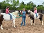 Riding and Driving pair of Ponies