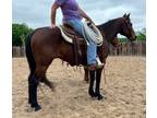 Gentle Bay Gelding for the Family