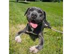 Adopt Starling a Pit Bull Terrier