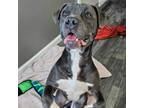 Adopt Starling a Pit Bull Terrier