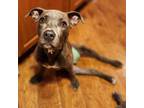 Adopt RipRomp a Pit Bull Terrier