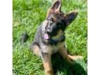 Adopt Crystal a German Shepherd Dog