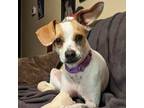 Adopt Peach a Mixed Breed