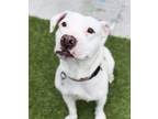 Adopt Zugar a Pit Bull Terrier, Mixed Breed