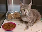 Adopt Meowisol a Domestic Short Hair