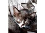 Adopt Eclipse bonded pair with sibling a Domestic Short Hair