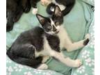 Adopt Swiftly bonded pair with sibling a Domestic Short Hair