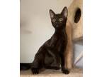 Adopt STITCH a Bombay, Oriental Short Hair