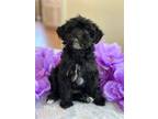 Adopt Fluff a Shih Tzu