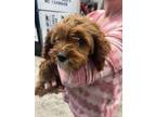 Adopt Flower a Cavapoo