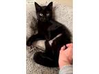 Adopt Stella a Domestic Short Hair