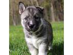 Siberian Husky Puppy for sale in Middlebury, VT, USA