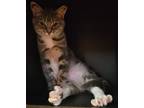 Adopt Sterling a Tabby