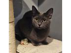 Adopt Samuti a Russian Blue