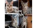 Adopt Mama Orla a Bengal