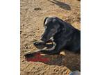 Adopt Lilly Munster a Labrador Retriever