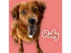 Adopt Ruby - On Hold a Nova Scotia Duck Tolling Retriever, Chow Chow