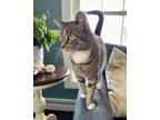 Adopt Betty a Tabby