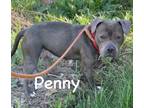 Adopt Penny a Mixed Breed