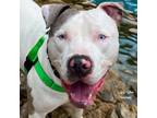 Adopt Spruce a Pit Bull Terrier