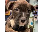Adopt Captain Sniffer a Terrier