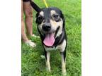 Adopt Wrangler a Shepherd, Mixed Breed