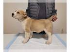 Central Asian Shepherd Dog PUPPY FOR SALE ADN-780690 - Spring 2024 Central Asian