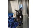 Adopt Clarence a Domestic Short Hair