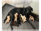 Labrador Retriever PUPPY FOR SALE ADN-780598 - American labs