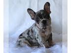 French Bulldog PUPPY FOR SALE ADN-780604 - Princess Stardust Fluffy Carrier